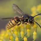 Vespula vulgaris