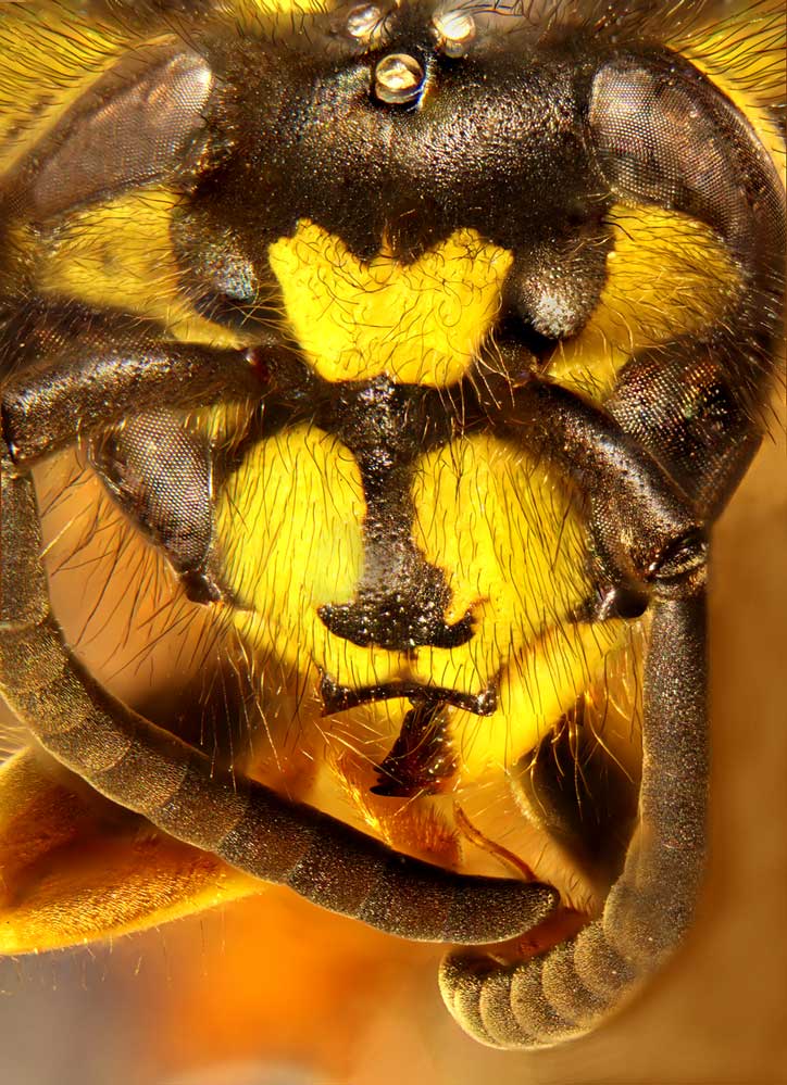 Vespula vulgaris - Kopf - Mikroskopaufnahme