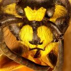 Vespula vulgaris - Kopf - Mikroskopaufnahme