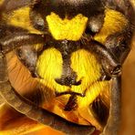 Vespula vulgaris - Kopf - Mikroskopaufnahme