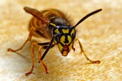 Vespula vulgaris - zeigt die Zunge