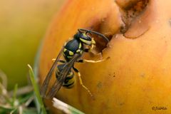 Vespula vulgaris_2