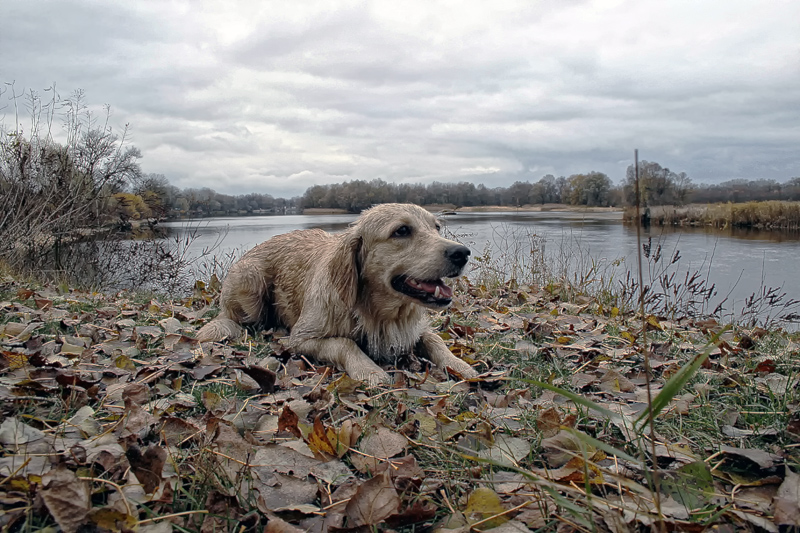 Vesta, a Hunting Dog