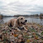 Vesta, a Hunting Dog