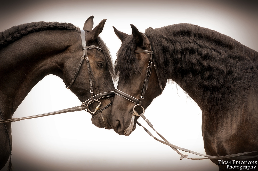 Vesta & Ramiro