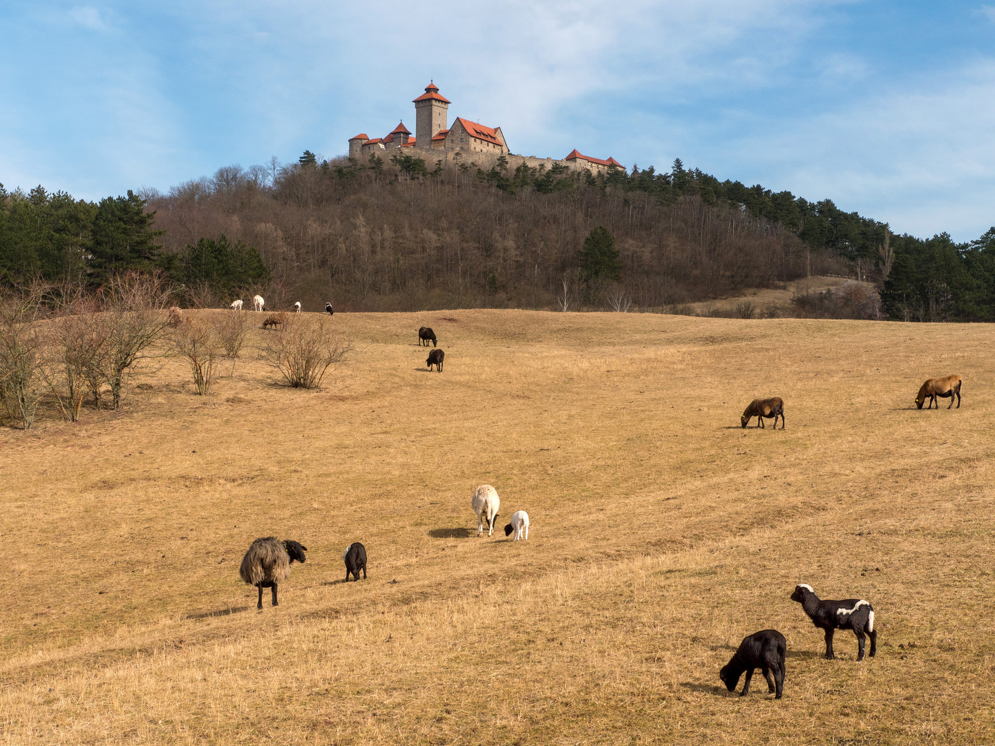 Veste Wachsenburg mit Schafen