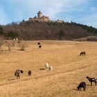 Veste Wachsenburg mit Schafen