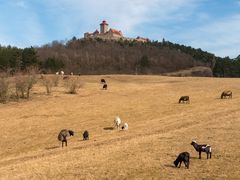 Veste Wachsenburg mit Schafen