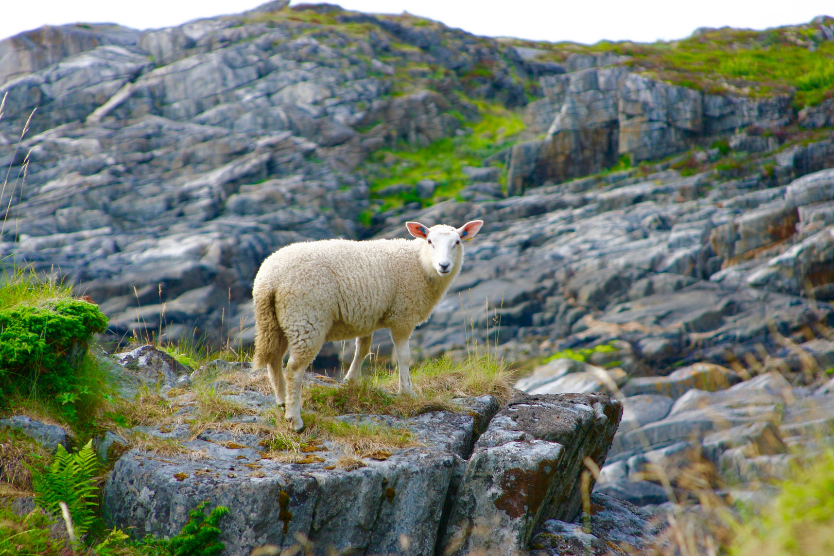 Vesterålen