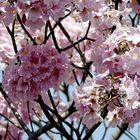 Vestido de Primavera