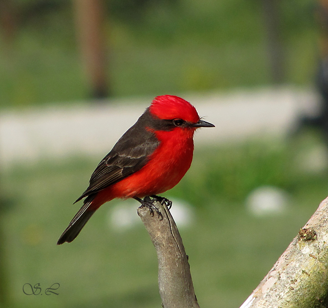 Vestido de rojo