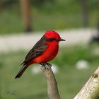 Vestido de rojo