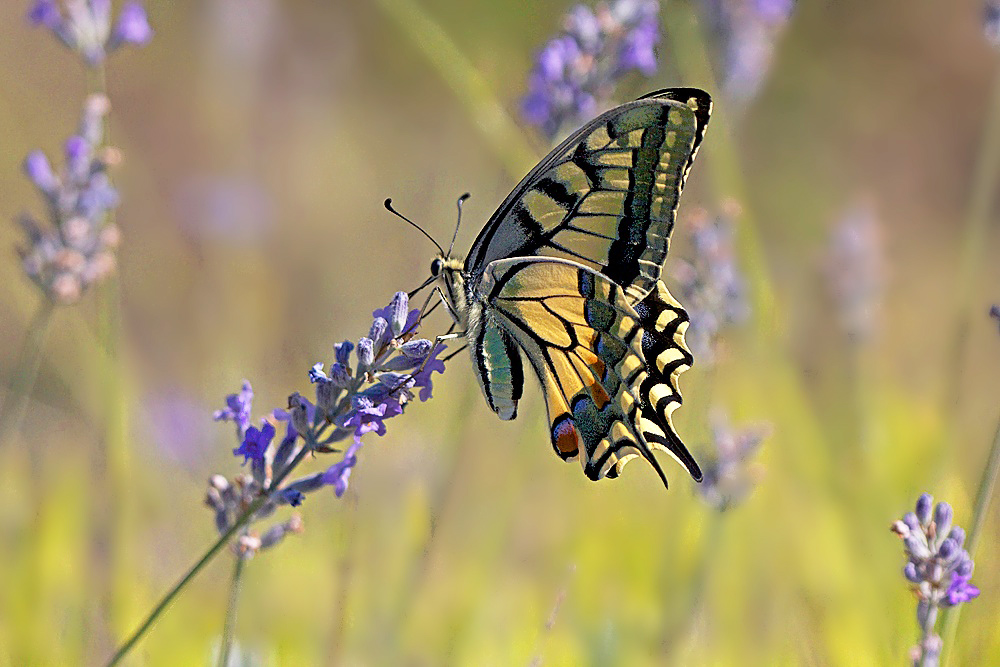 Vestiges de l'été 1 : Machaon vitrail