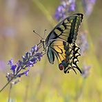 Vestiges de l'été 1 : Machaon vitrail