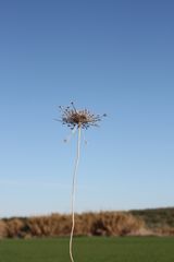 vestigios de la primavera pasada en enero