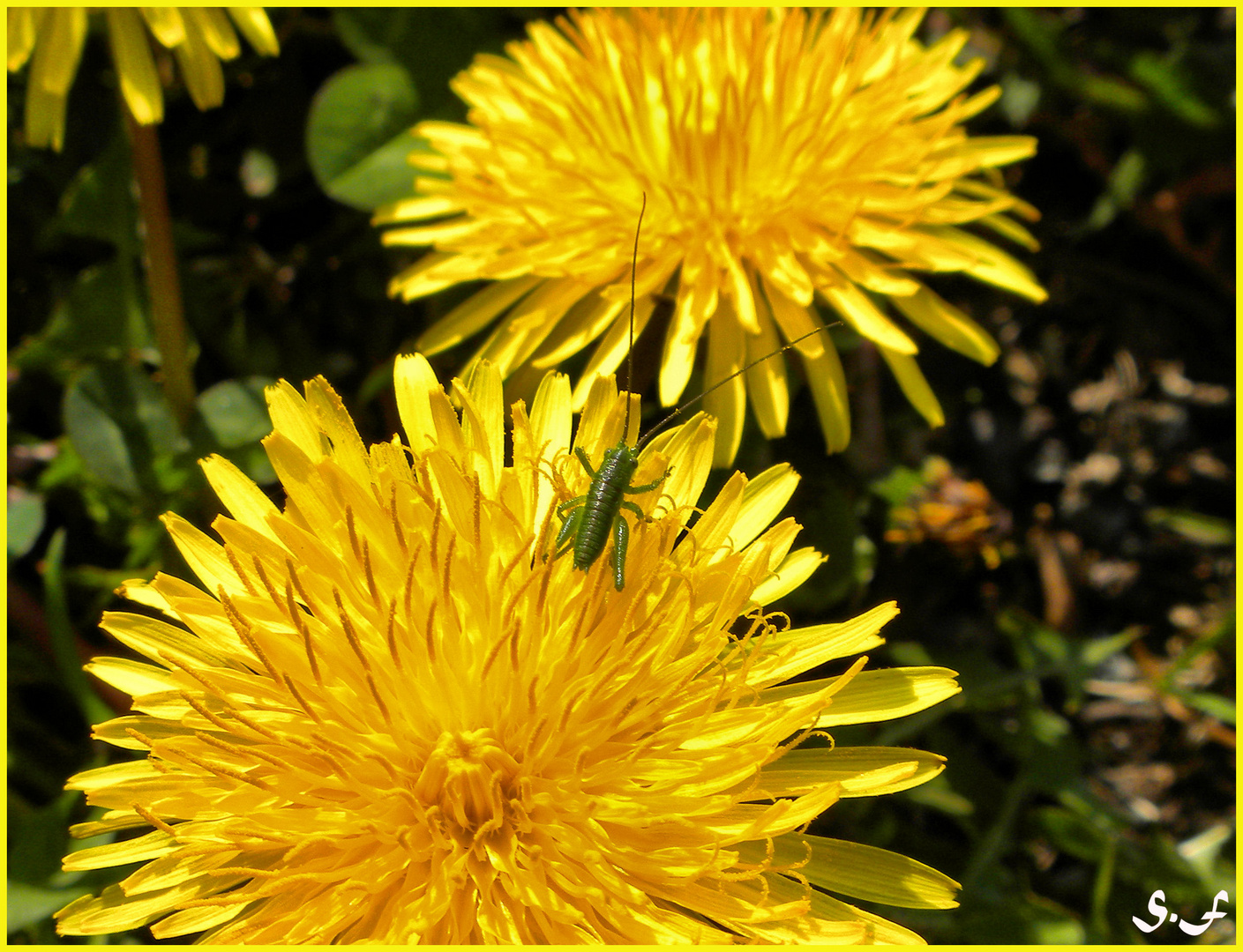 vestirsi di giallo