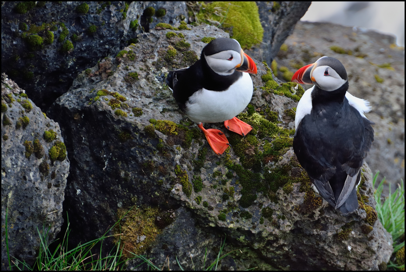 Vestmannaeyjar #1