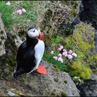 Vestmannaeyjar #4