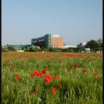 "Vet" und Mohn