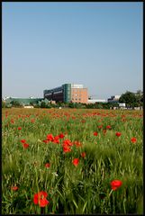 "Vet" und Mohn