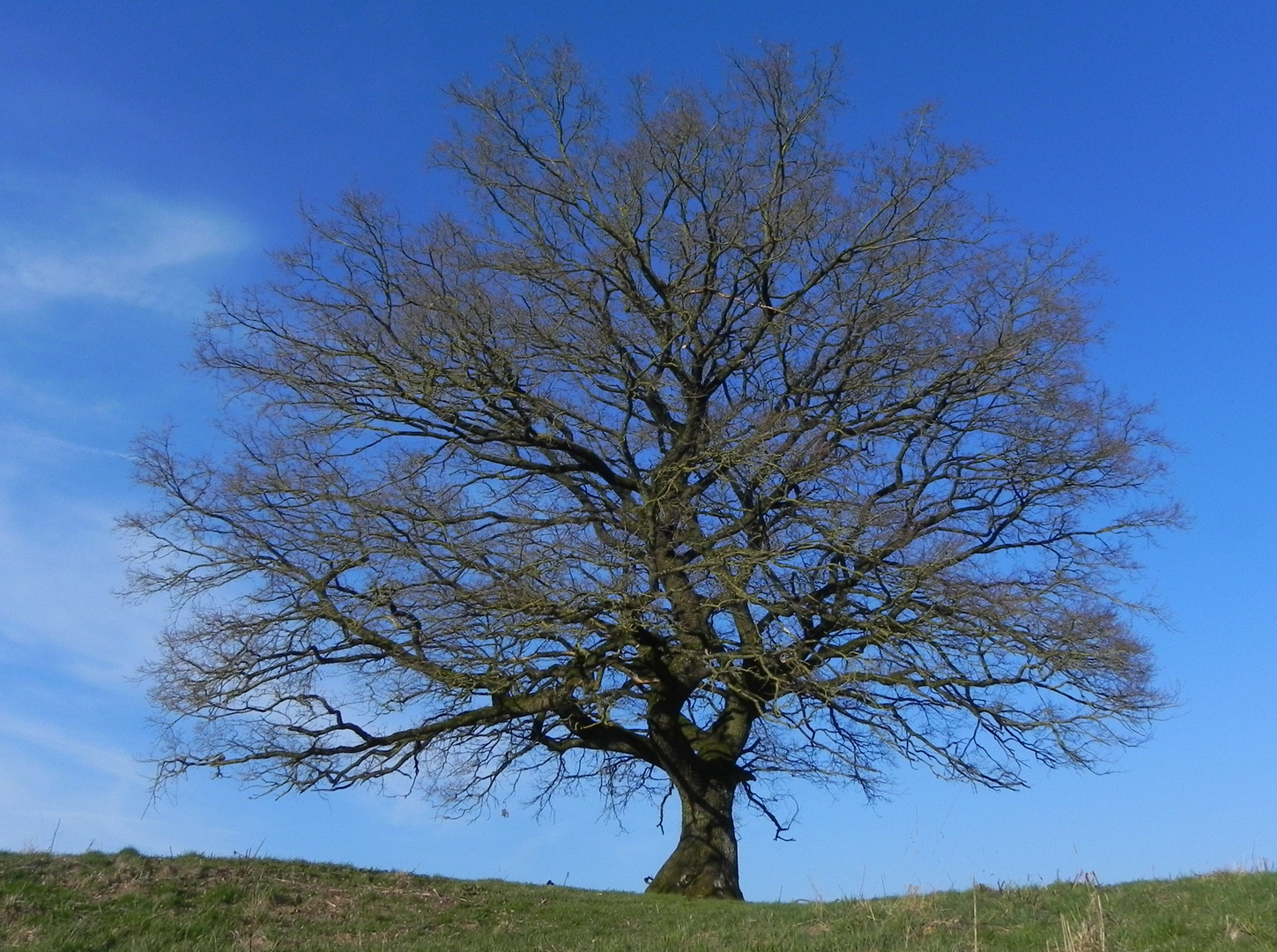 Veteran an der Sauerland - Waldroute