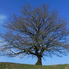 Veteran an der Sauerland - Waldroute