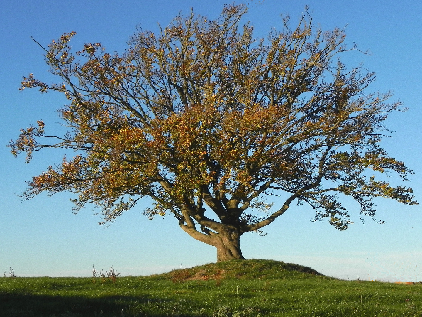 Veteran im Herbstgewand