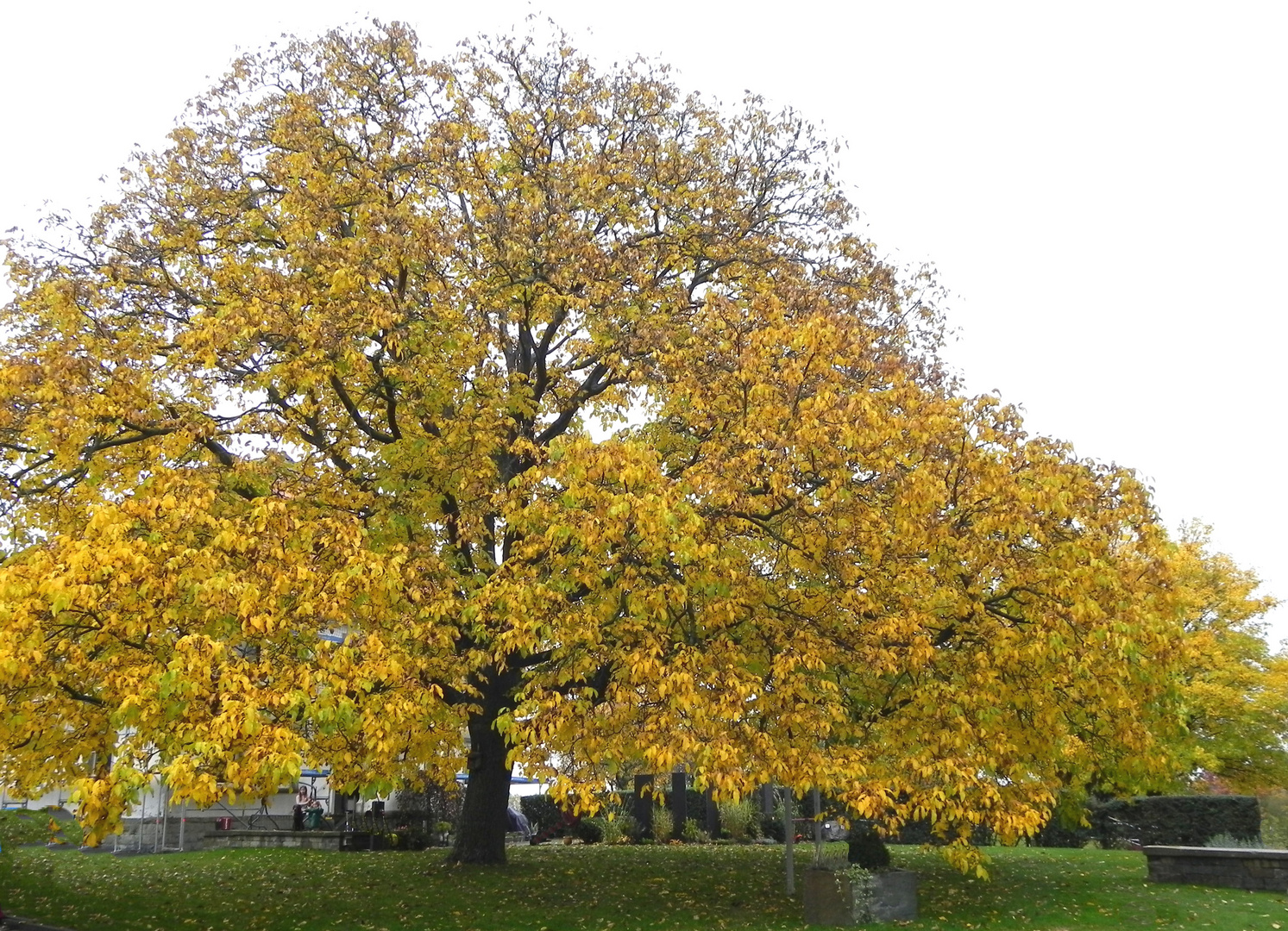 Veteran im Herbstschmuck