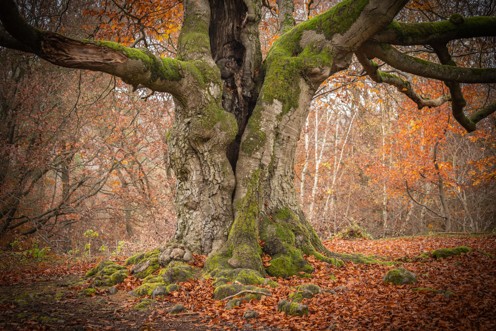 Veteran im Hutewald