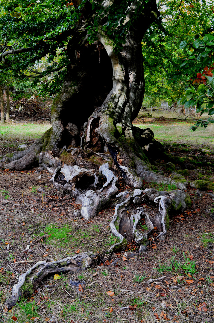 Veteran im Hutewald "Halloh"