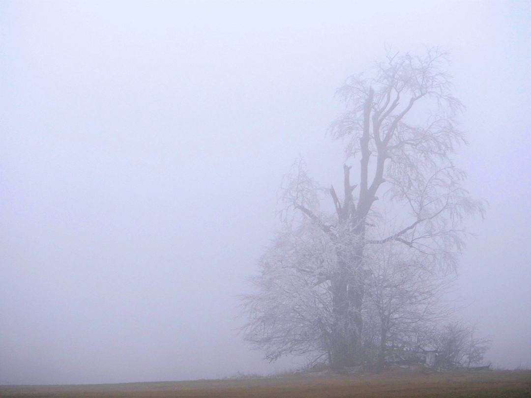 Veteran im Winternebel