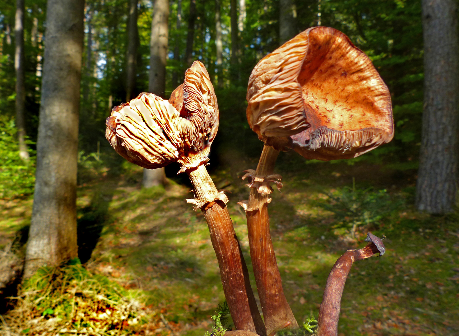 Veteranen im Wald