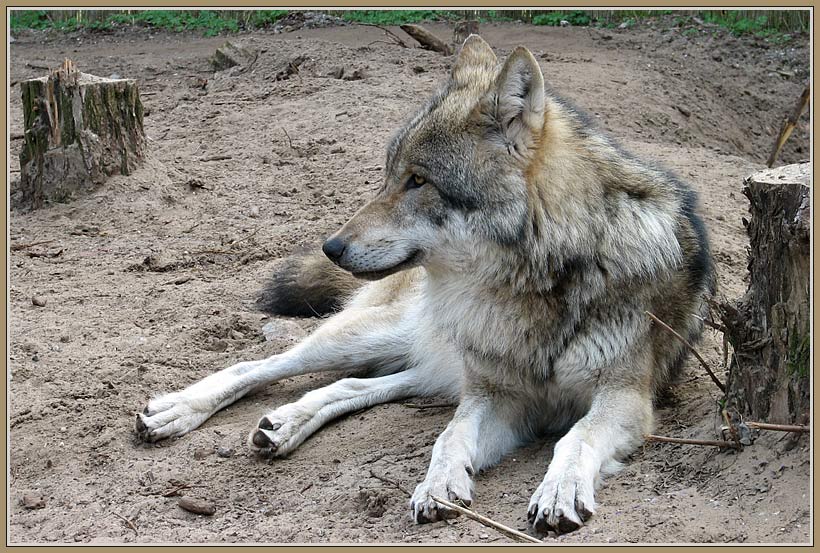 Vetter Wolf