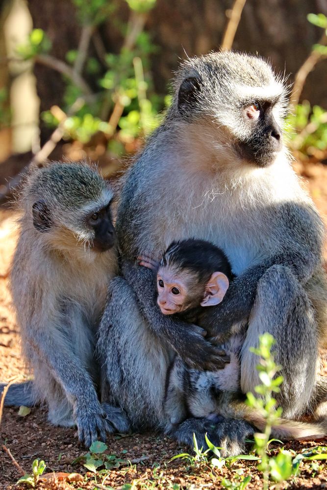 Vevet Monkey