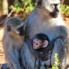 Vevet Monkey