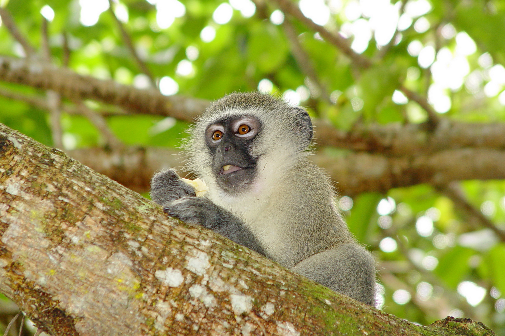 Vevet Monkey in seinem Element