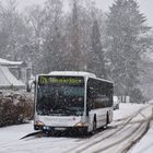 VHH 0813 | Timmerhorn, Bünningstedter Feldweg | 30.01.2017