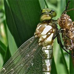 (VI) Vorderflügelrand des Weibchens der Blaugrünen Mosaikjungfer (Aeshna cyanea)