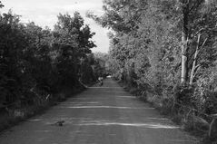Via Appia, der Radler und die Biodrohne