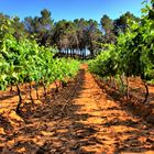 Viña, barro y vendimia