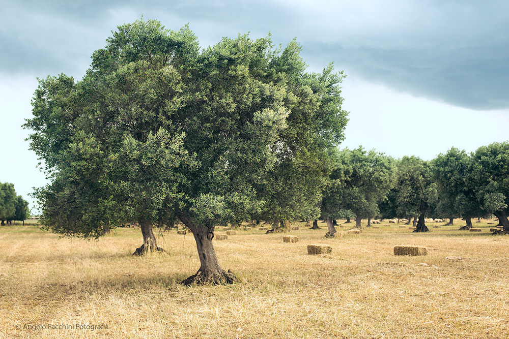 Via Conversano 