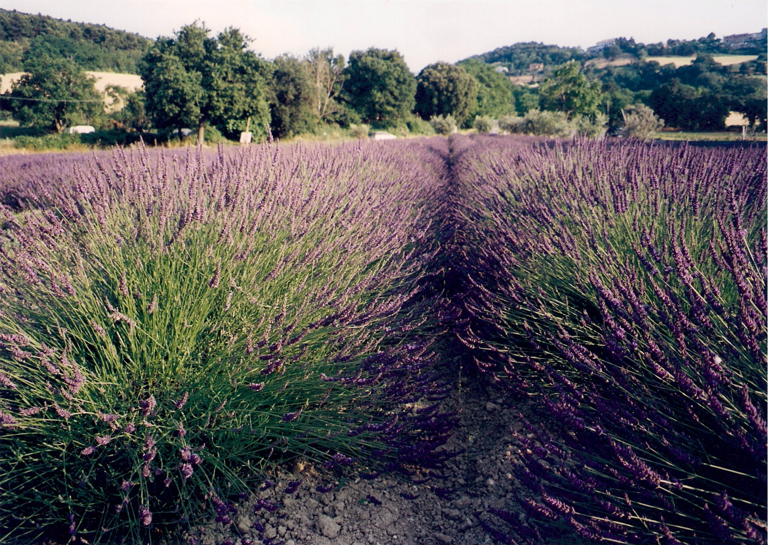 via di profumo