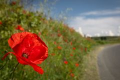 viaggio in rosso