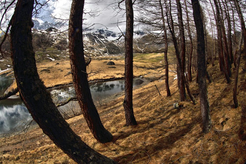 Viaggio nel bosco (2)