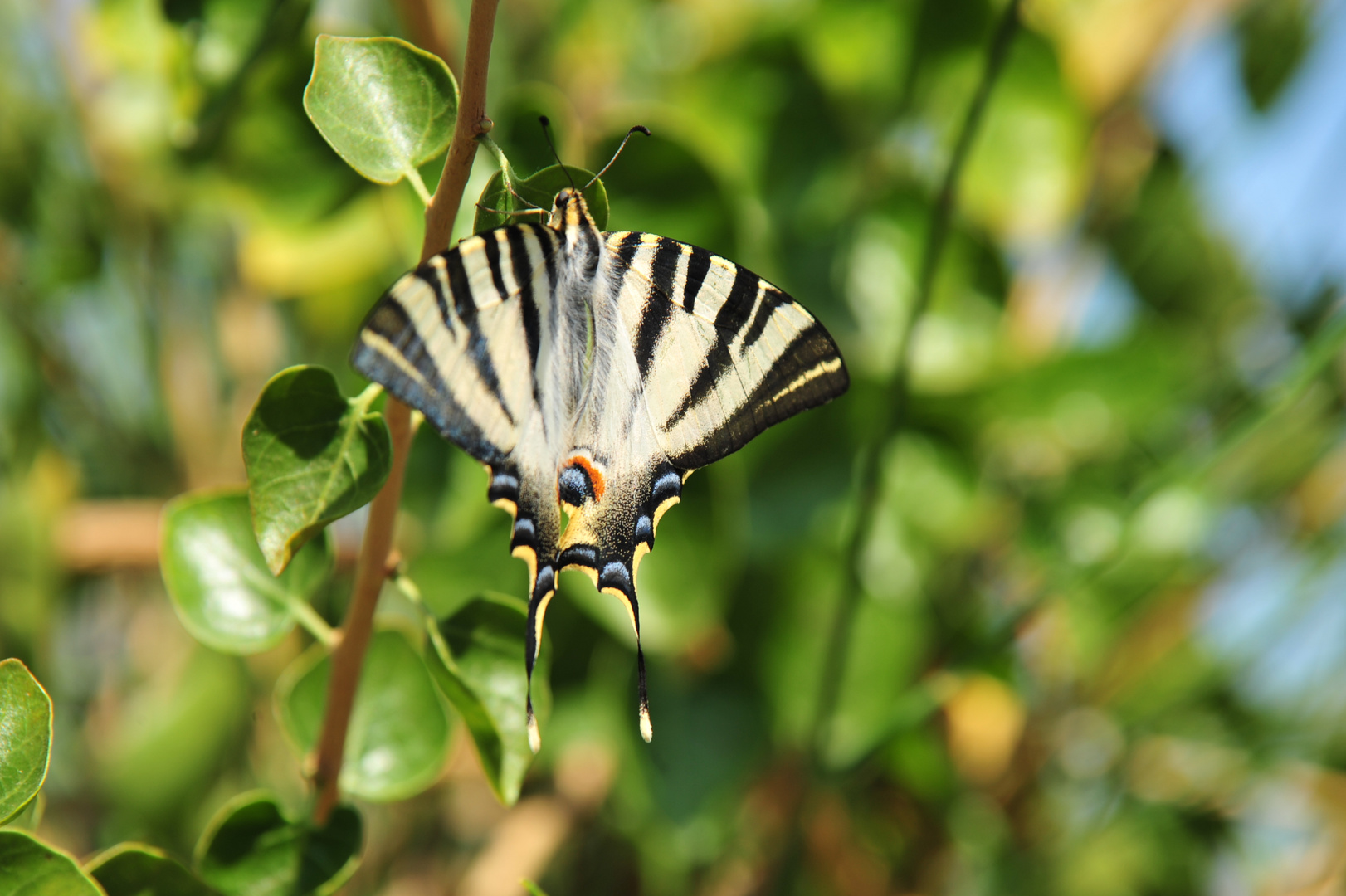 Viajando en el botánico.