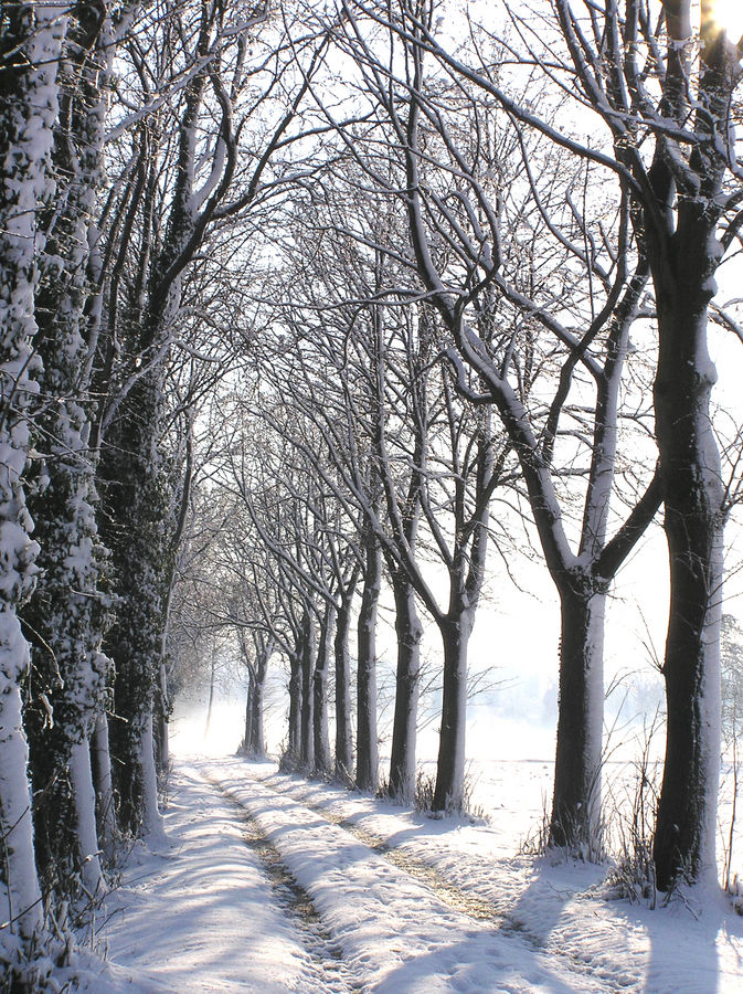 Viale di Moreno Basso Ricci 