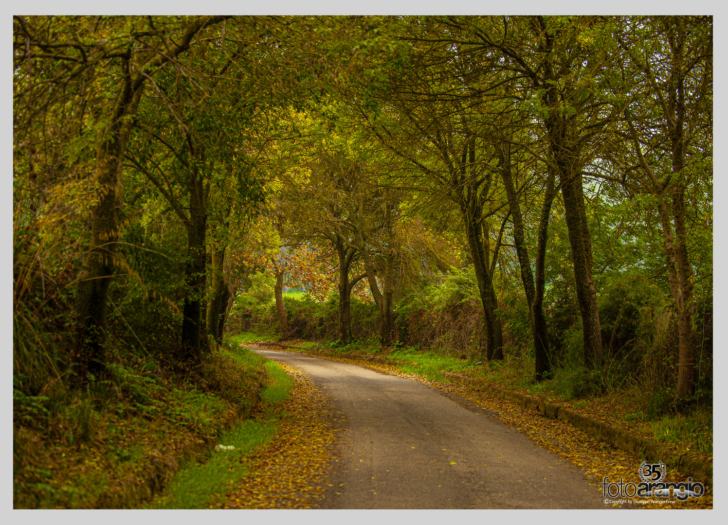 Viale alberato