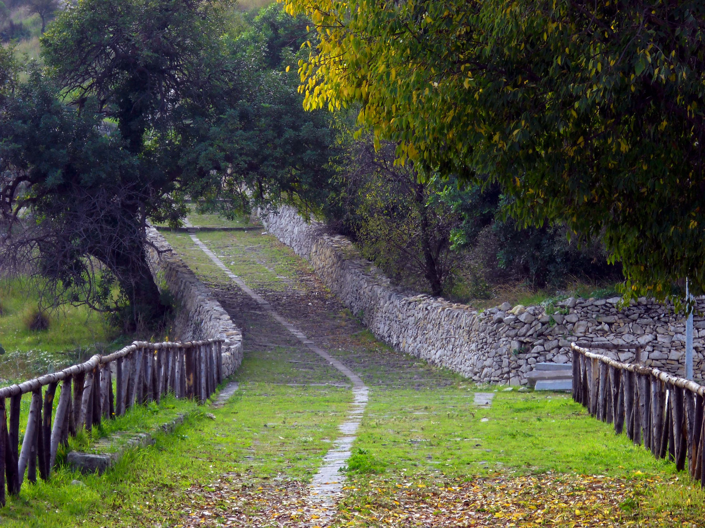 Viale alberato