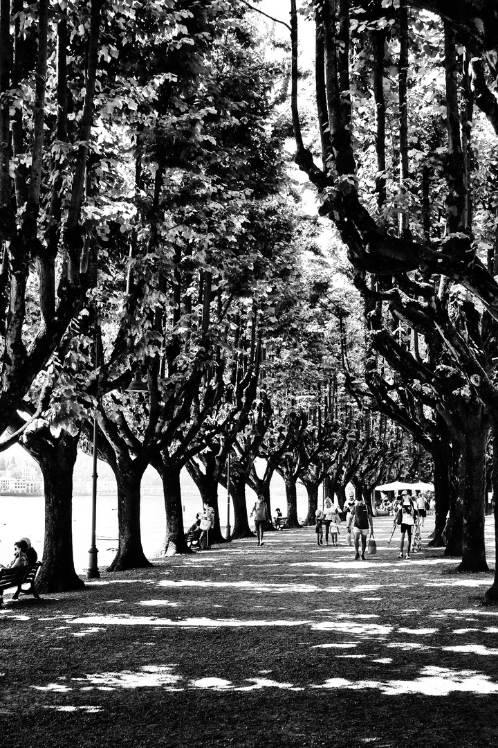 Viale alberato di Angera