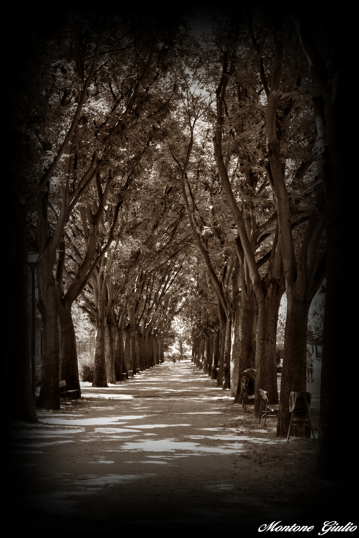 Viale alberato....